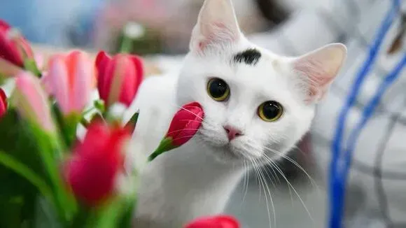 Афиша трансляции Как найти четвероногого друга