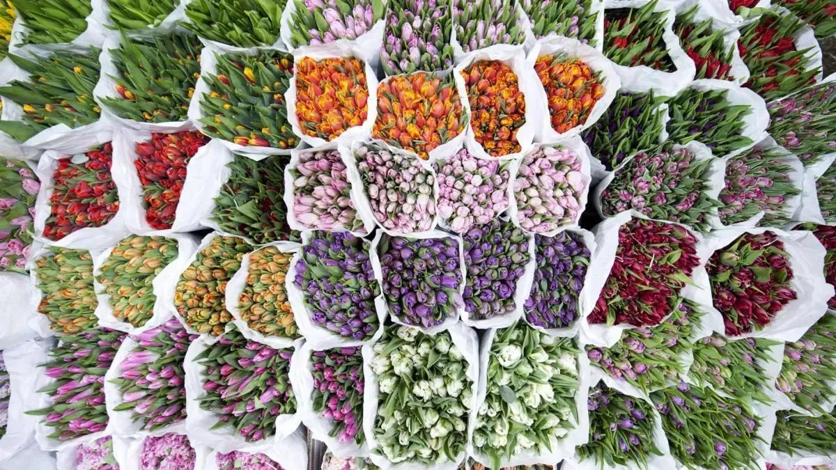 Афиша трансляции Флорист Юлия Гетун – о том, как выбрать букет к 8 Марта