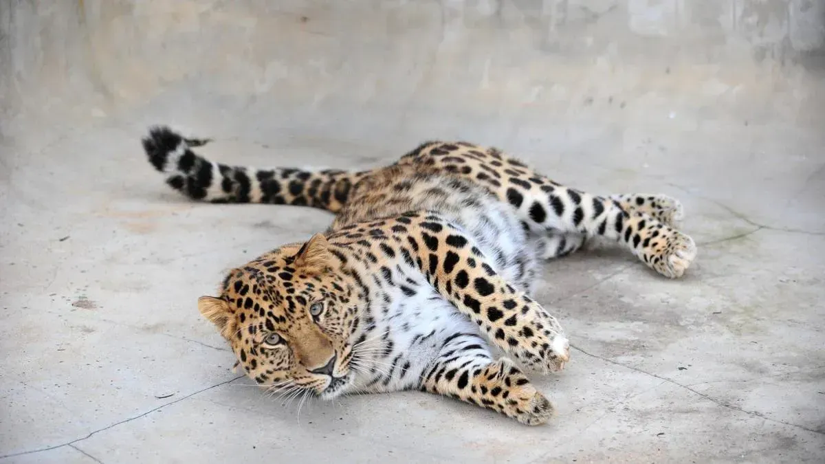 Афиша трансляции Как и зачем сотрудники зоопарка тренируют леопардов