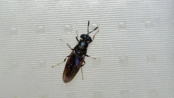 Афиша трансляции Экскурсия на завод, где отходы перерабатываются мухами