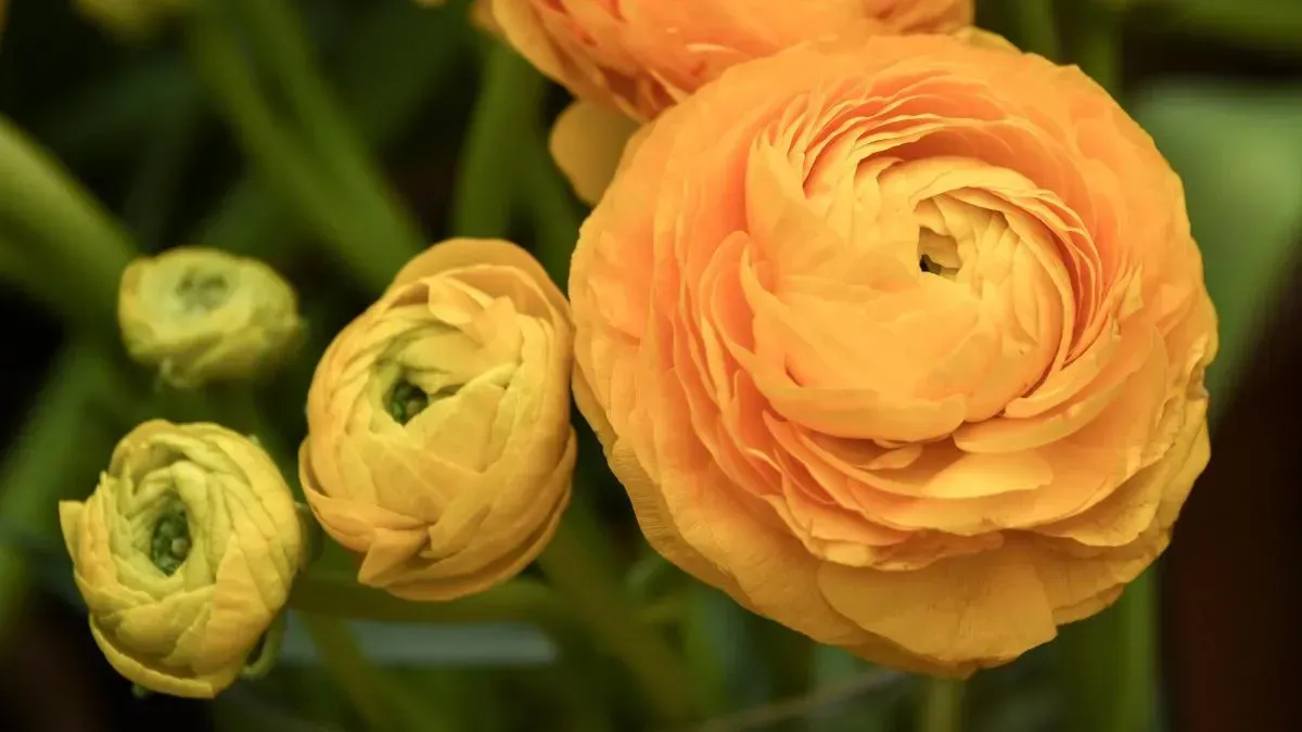 Афиша трансляции Какие цветы не дарят теще и сколько роз обрадует жену