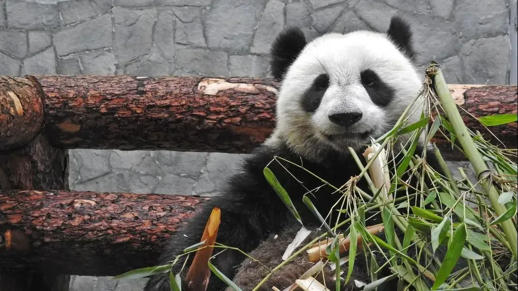 Афиша трансляции Завтрак у китайских панд