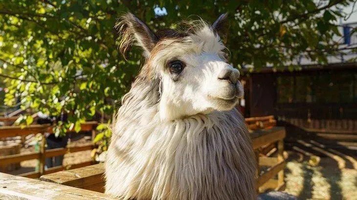 Афиша трансляции Новые обитатели "Городской фермы" на ВДНХ