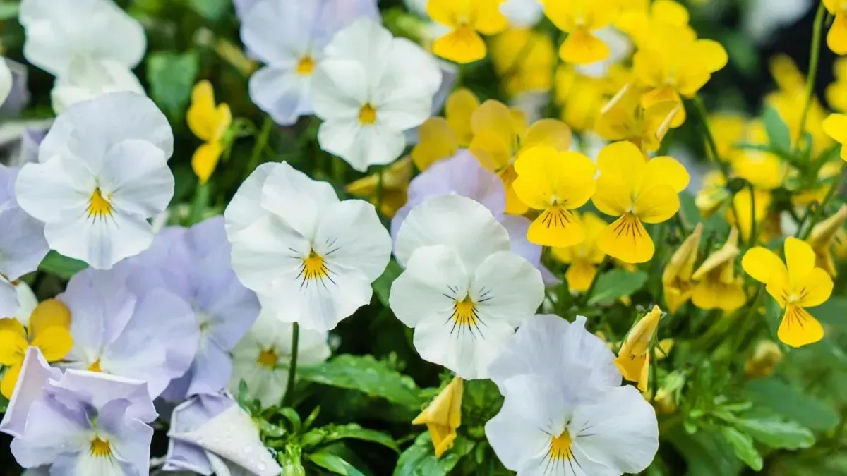 Афиша трансляции Moscow Flower Show: как создать райский уголок своими руками