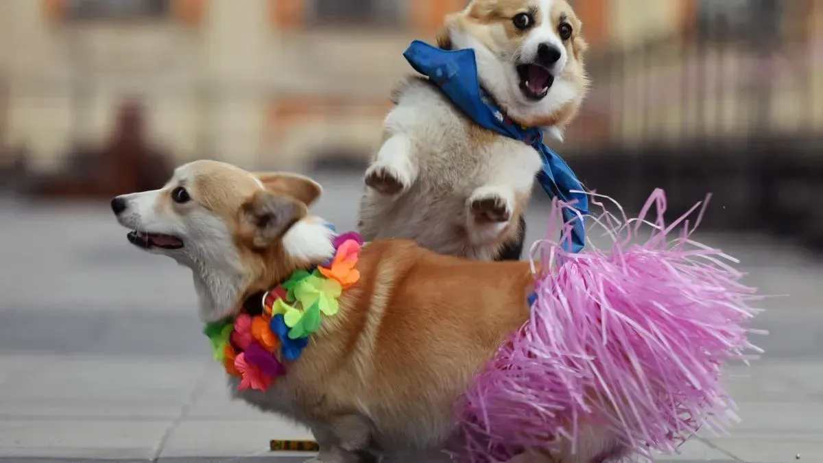 Афиша трансляции Первая костюмированная вечеринка для собак