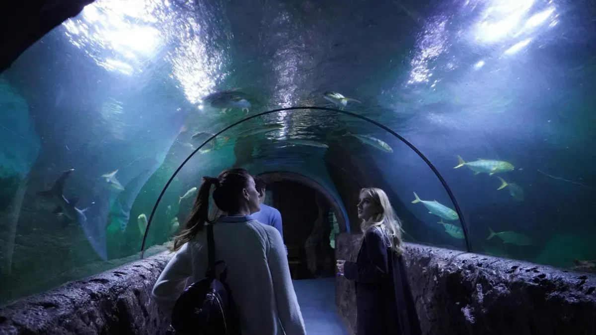 Афиша трансляции Подводный мир в "Океанариуме Рио"