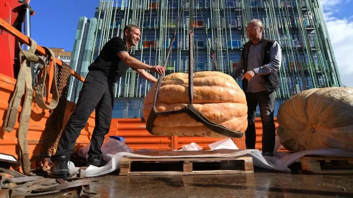 Афиша трансляции Церемония взвешивания овощей-гигантов