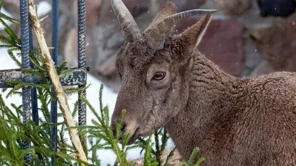 Афиша трансляции Как козлы и туры едят новогодние елки
