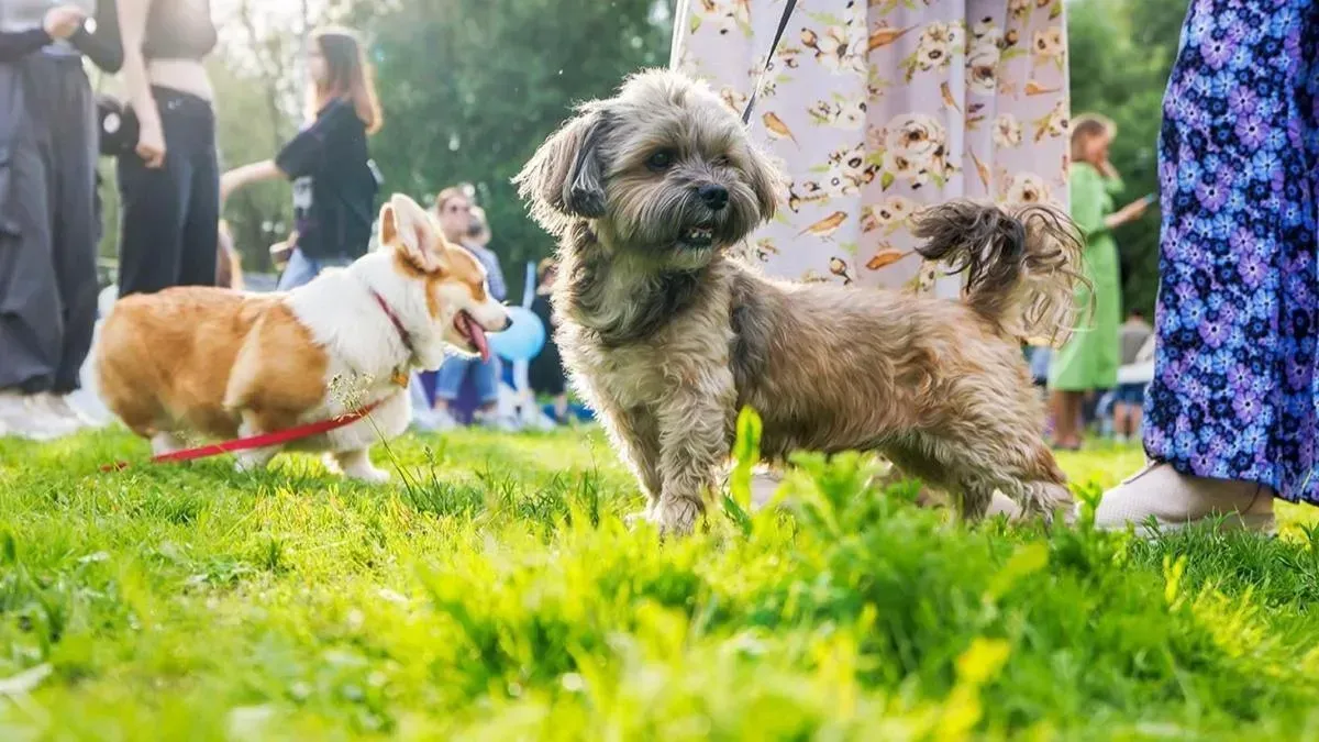 Афиша трансляции Фестиваль домашних животных в саду имени Н. Э. Баумана