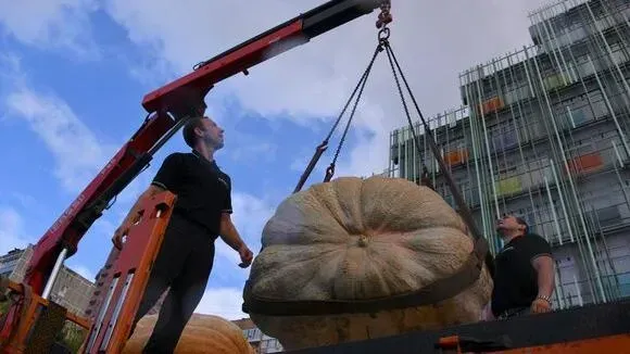 Афиша трансляции Гигантскую тыкву разрезали в "Аптекарском огороде"