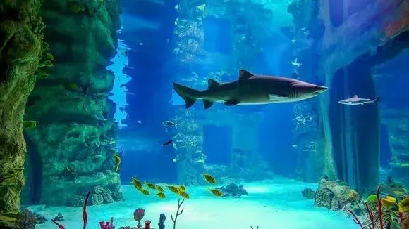 Афиша трансляции Морское путешествие к ядовитым камням и акулам-кошкам