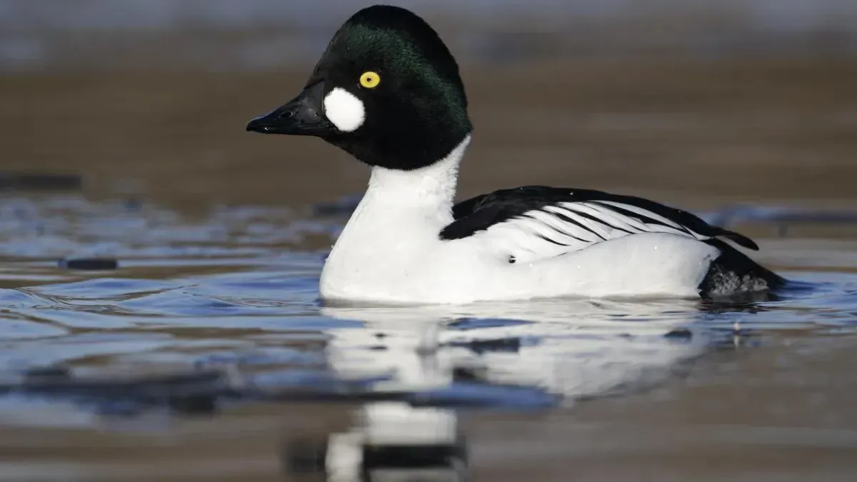 Афиша трансляции Собираем домик для гоголя вместе с Москвой 24