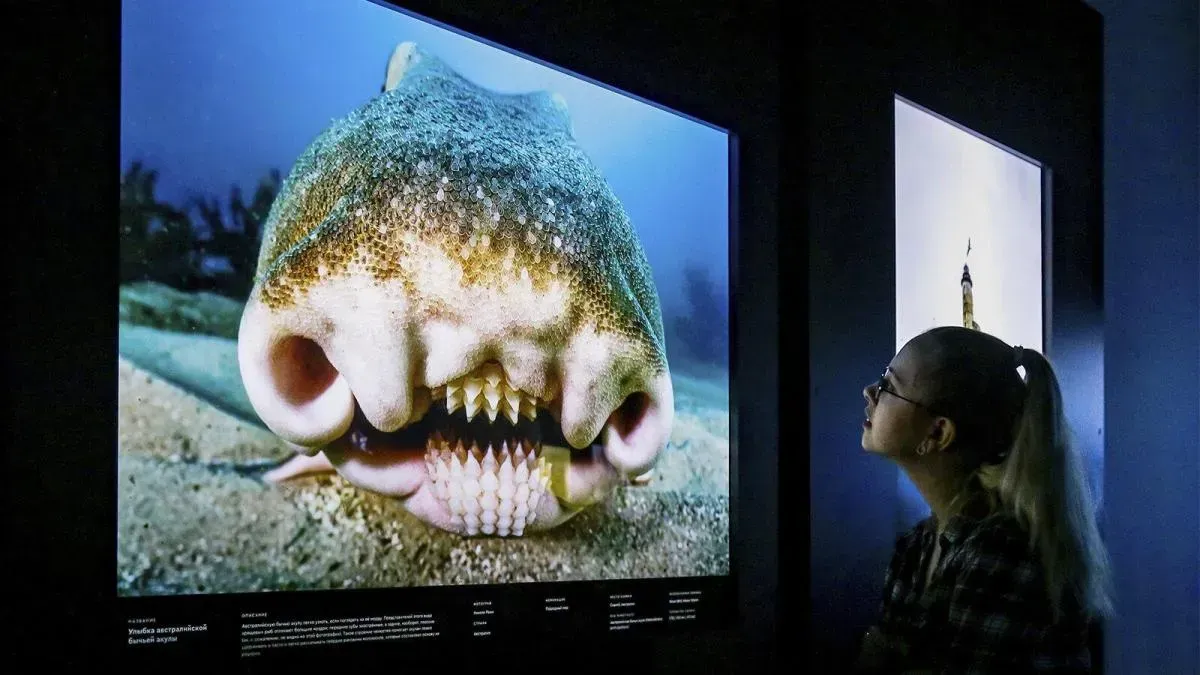 Афиша трансляции Фестиваль дикой природы "Золотая черепаха"