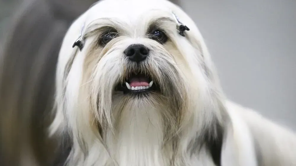 Афиша трансляции Выставка собак всех пород