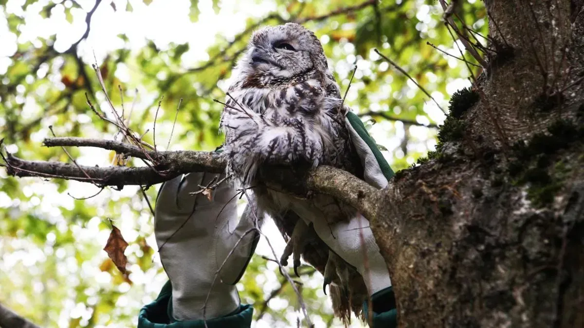 Афиша трансляции Возвращение диких животных в естественную среду