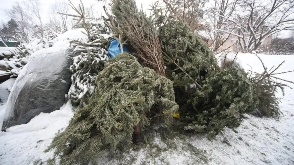 Афиша трансляции Как проходит акция по сбору елок в столичном зоопарке