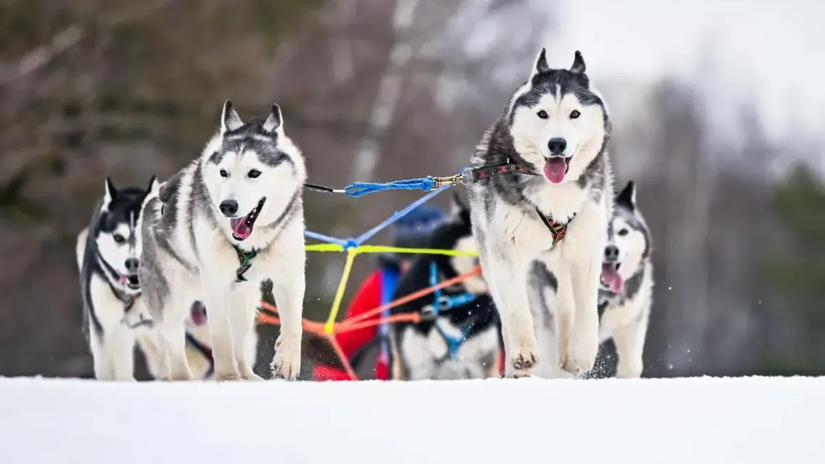 Афиша трансляции Гонка на собачьих упряжках