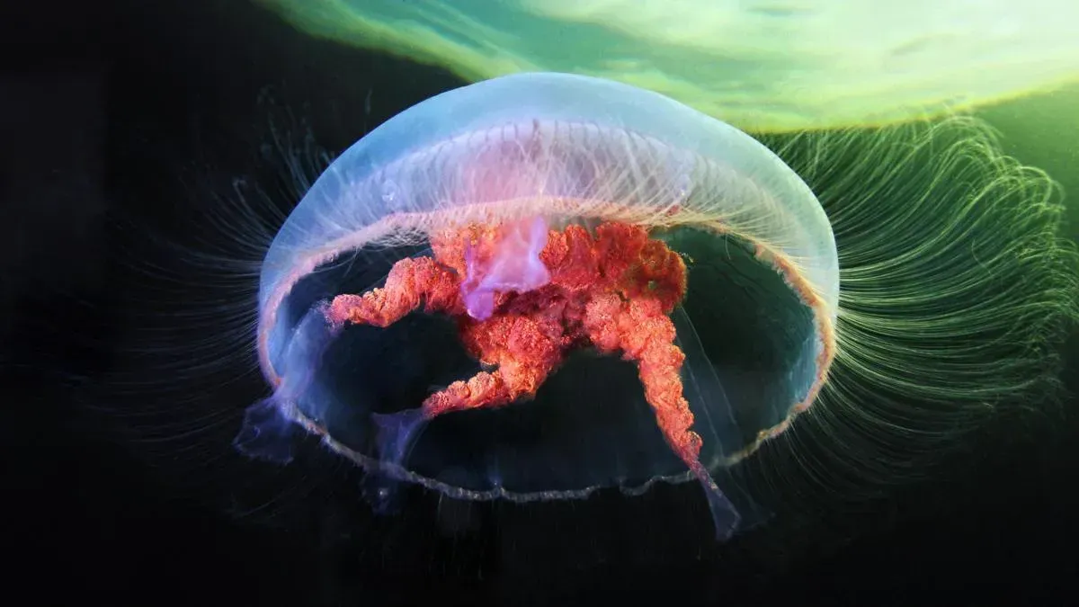 Афиша трансляции "Научные бои": Зинаида Осипова – о светящихся животных