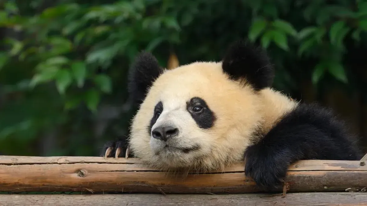 Афиша трансляции Илзе Лиепа и Петр Налич читают рассказы о животных