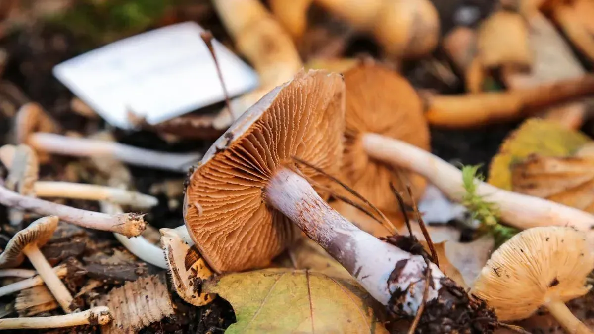 Афиша трансляции О пользе и вкусе грибов на ежегодном Грибном фестивале