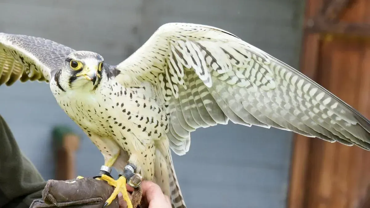 Афиша трансляции Покажем открытие первой в мире станции соколиной почты