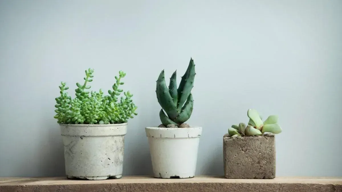 Афиша трансляции Как по-новогоднему расписать бетонное кашпо