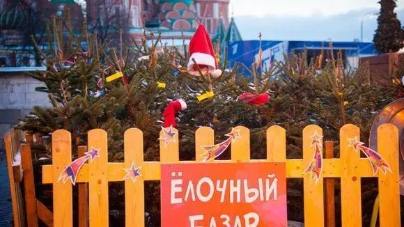 Афиша трансляции Как выбрать качественную и свежую елку