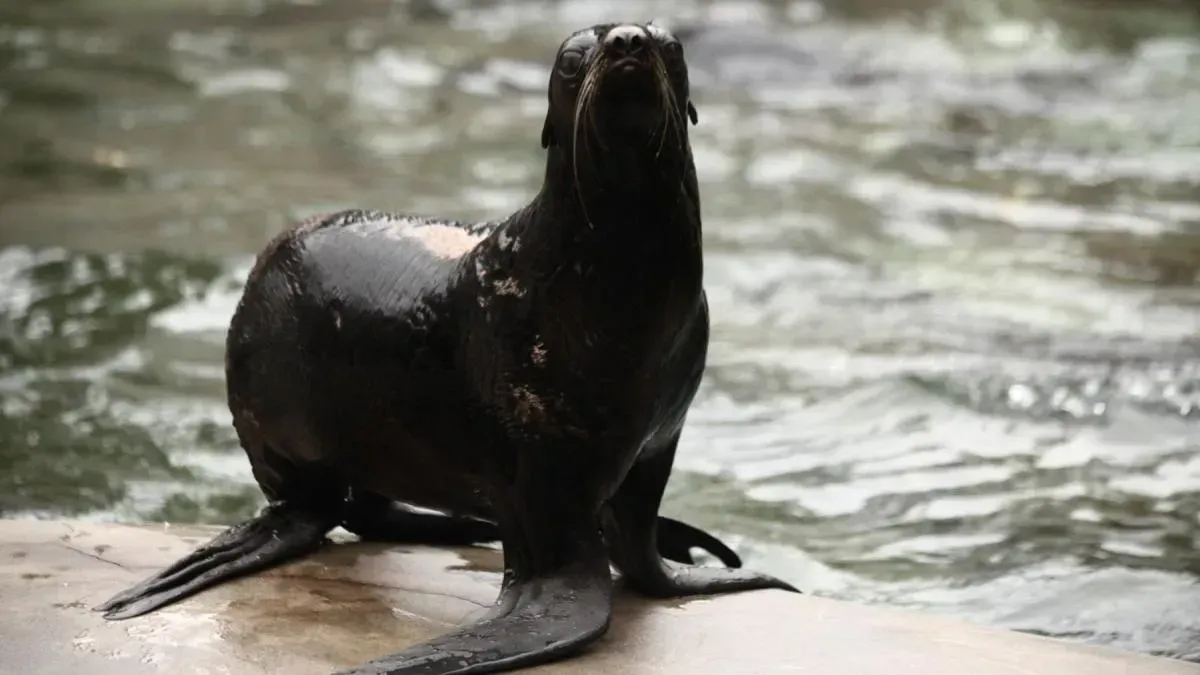 Афиша трансляции Кормление северного морского котика в зоопарке