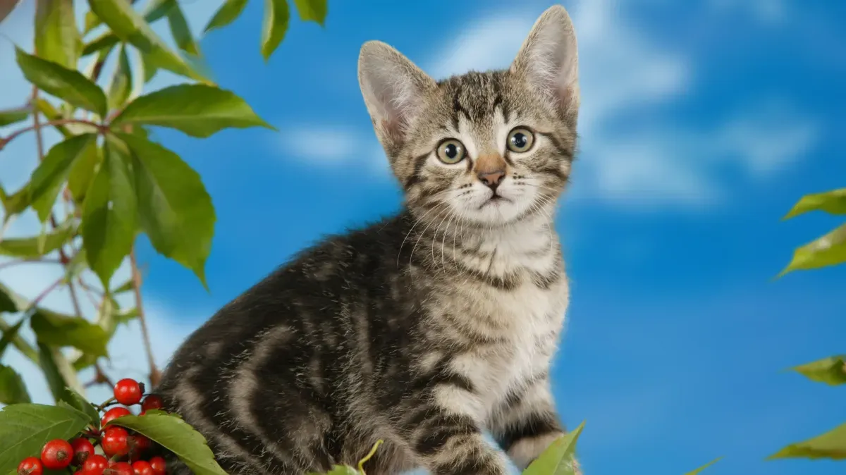 Афиша трансляции Почему мы любим котиков