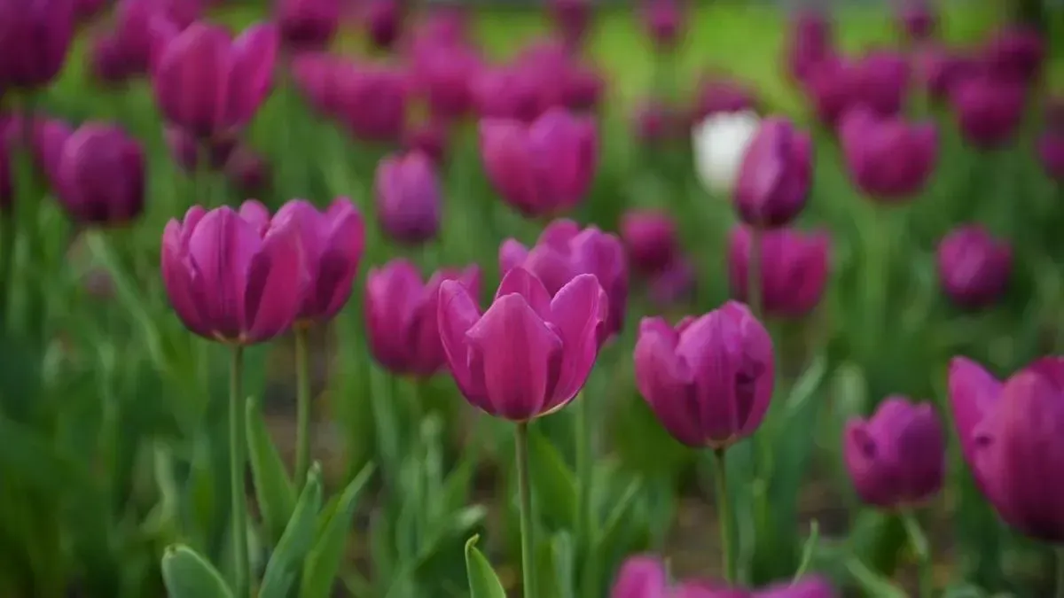 Афиша трансляции Высадка  тюльпанов на Поклонной горе