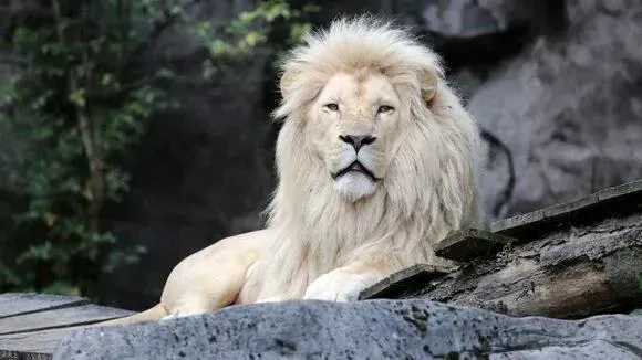 Афиша трансляции Как проходит завтрак у царя зверей