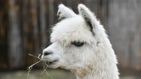 Афиша трансляции Как живется альпака в Московском зоопарке