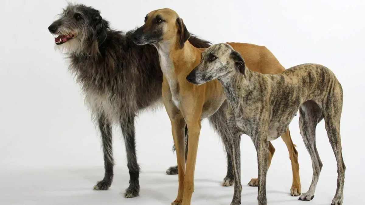 Афиша трансляции Выступление редких собак на выставке "Евразия 2019"