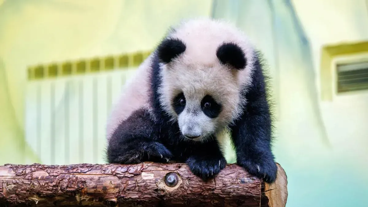 Афиша трансляции Наблюдаем за пандой Катюшей