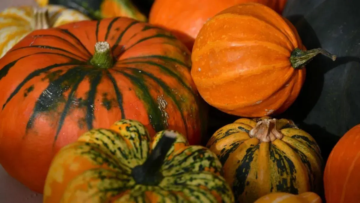 Афиша трансляции Как проходит акция по сбору овощей в столичном зоопарке