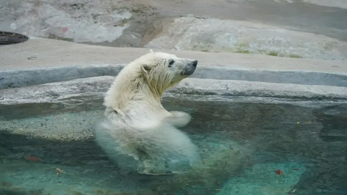 Афиша трансляции Как живет медведица из Якутии в Московском зоопарке