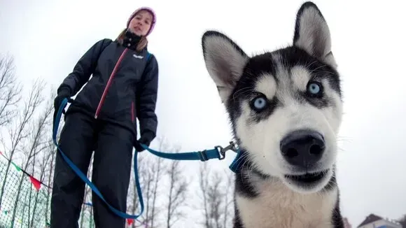Афиша трансляции Как хаски работают в упряжке и помогают людям