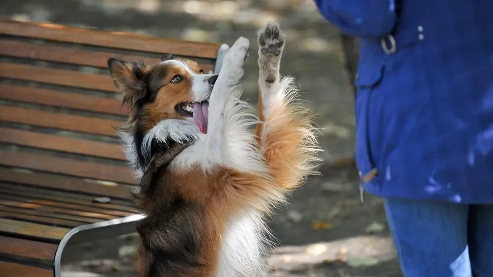 Афиша трансляции Зоофестиваль "Лапки"