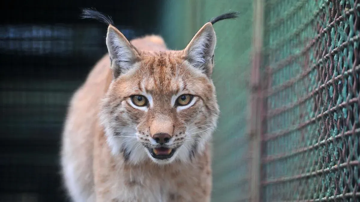 Афиша трансляции Акция Московского зоопарка по сбору тыкв