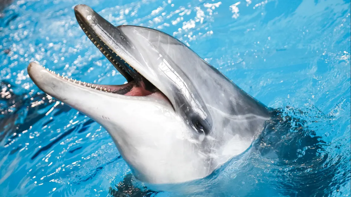 Афиша трансляции Концерт о жизни подводного мира