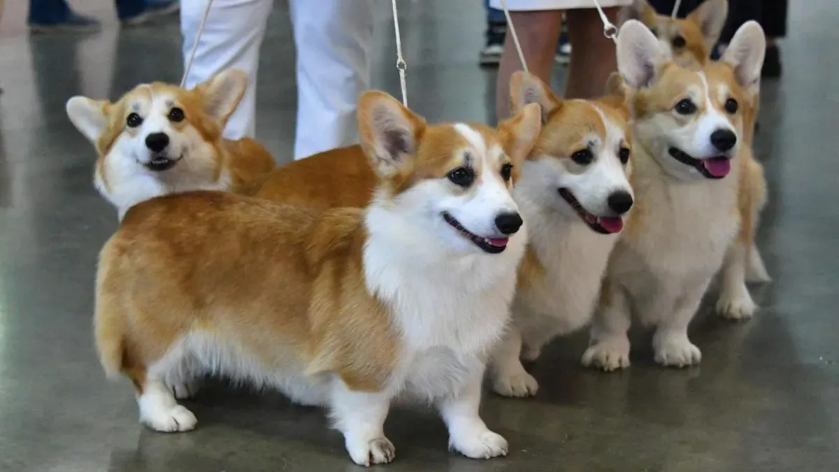 Афиша трансляции День спасателя с участием корги-отряда спасателей МЧС