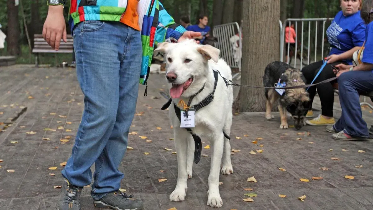 Афиша трансляции Как бездомные животные обретают хозяев на выставке