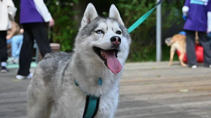 Афиша трансляции Открытие проекта "Московская тропа с хаски"