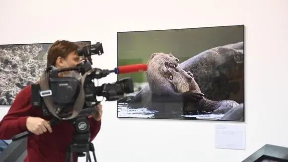 Афиша трансляции Экскурсия по экспозиции фестиваля "Золотая черепаха"