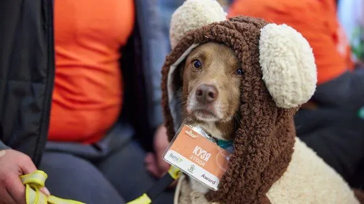 Афиша трансляции Благотворительный фестиваль WOOF