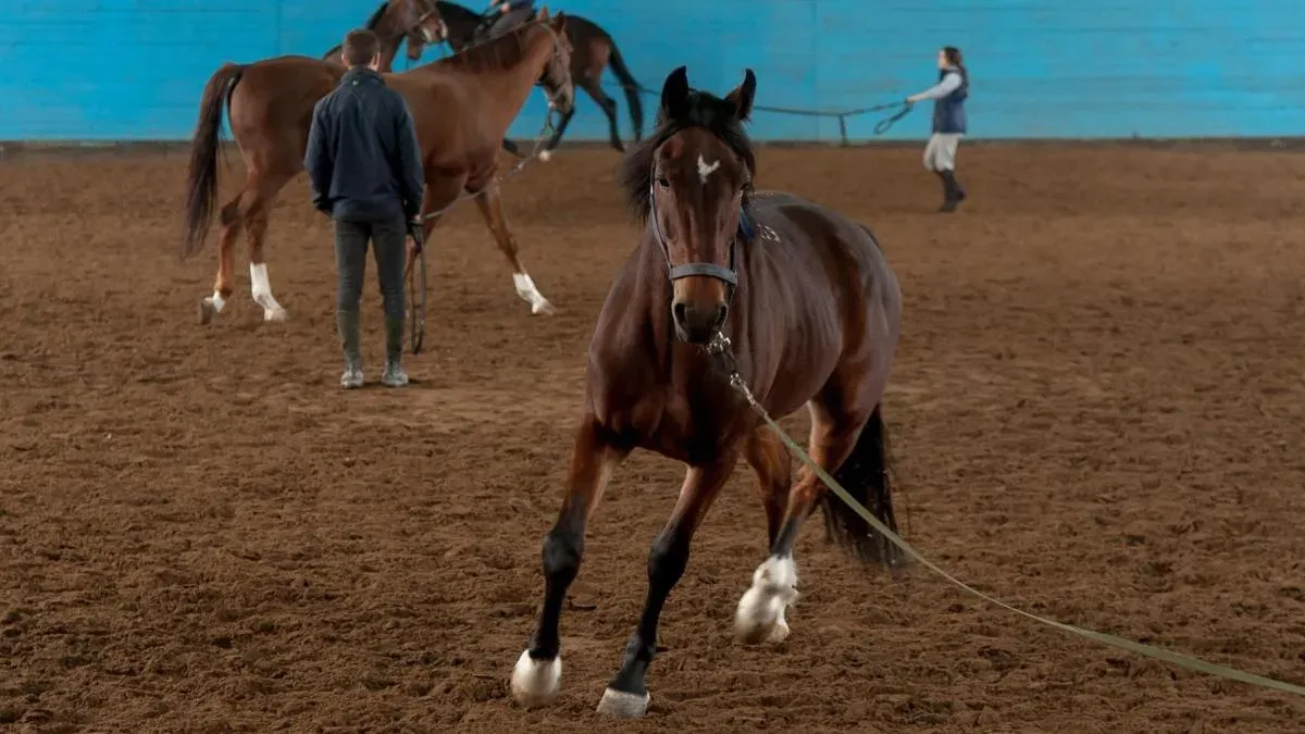 Афиша трансляции II фестиваль "Конное достояние России"