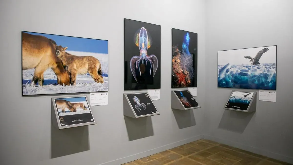 Афиша трансляции Экскурсия по фестивалю "Золотая черепаха"