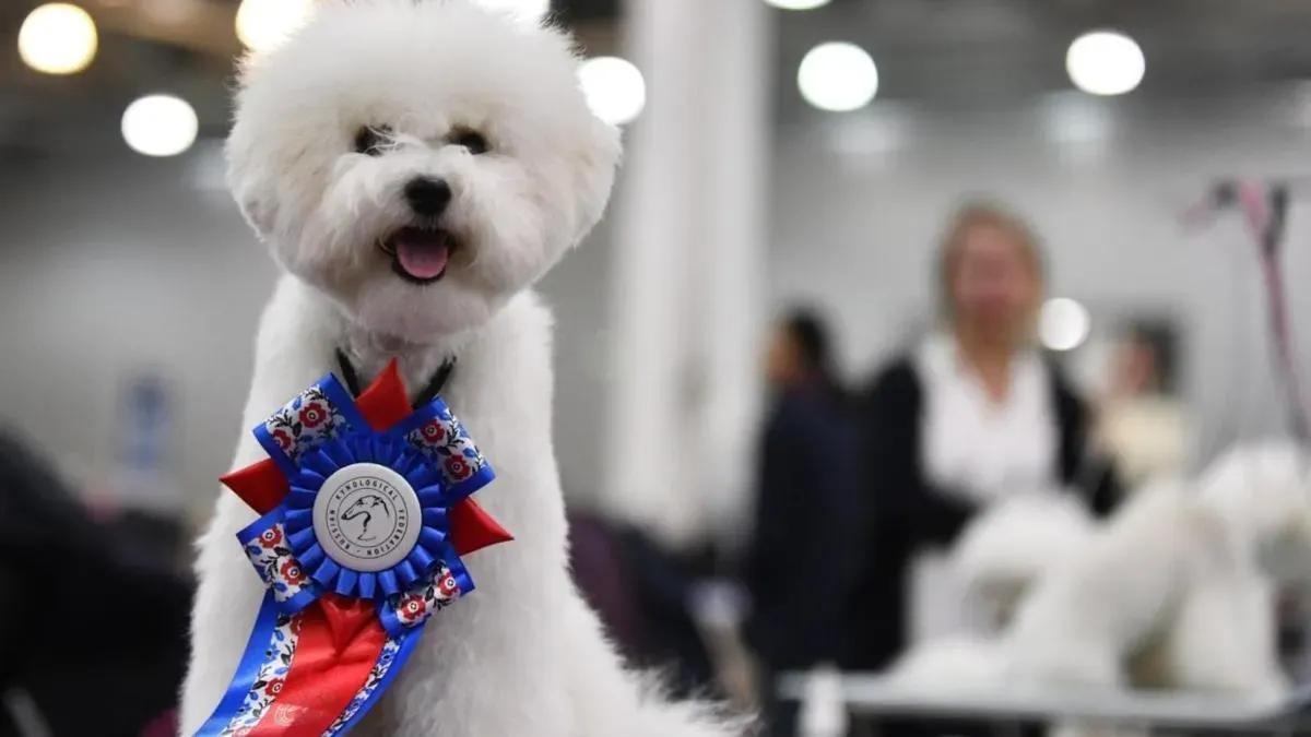 Афиша трансляции Выставка собак всех пород "Россия"