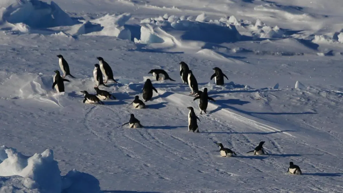 Афиша трансляции Первая молодежная экспедиция в Антарктиду