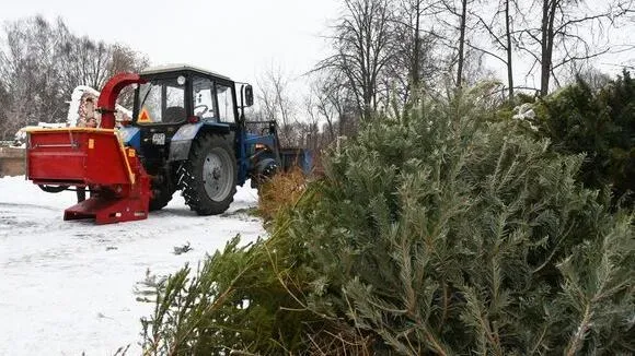 Афиша трансляции Как перерабатываются новогодние елки